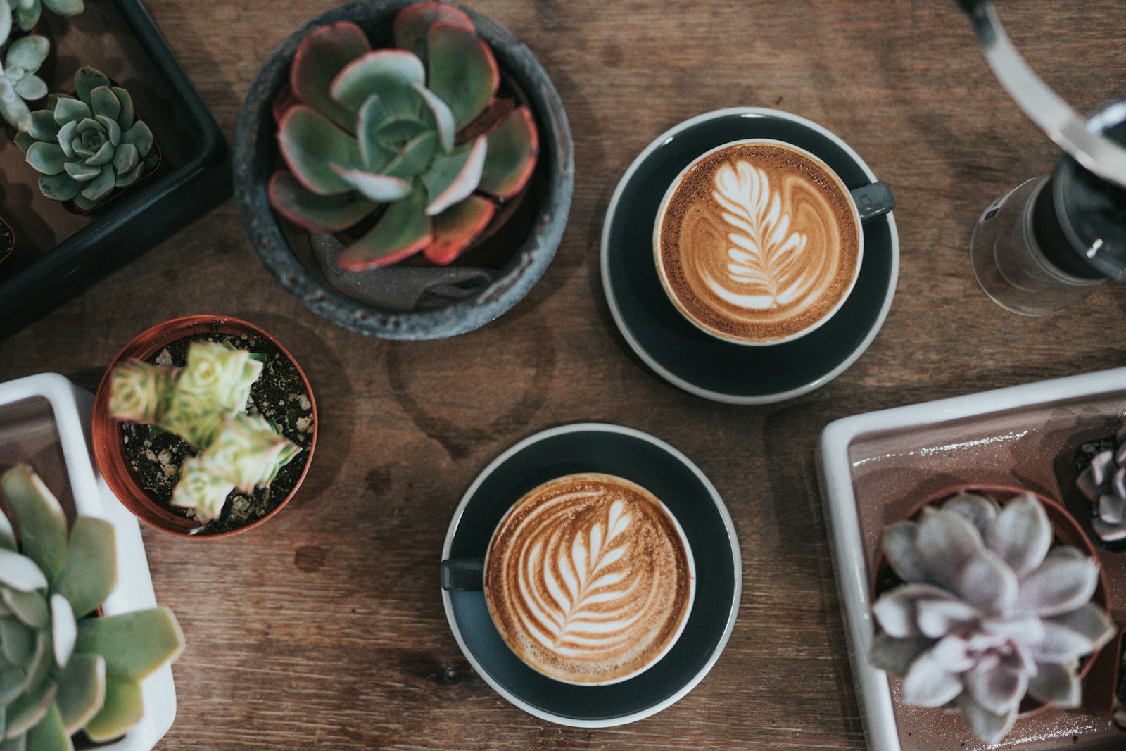 Canon EOS 5D Mark IV + Sigma 50mm F1.4 EX DG HSM sample photo. Coffee and succulent plants photography