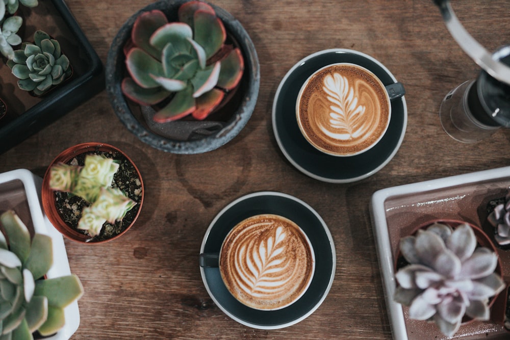 coffee and succulent plants