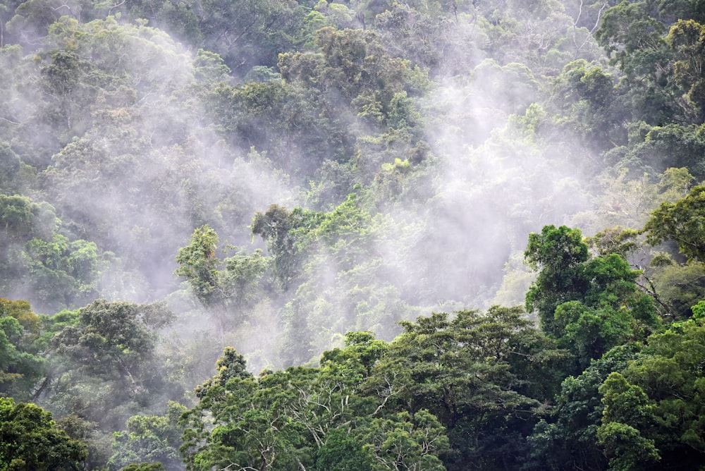 forest during day