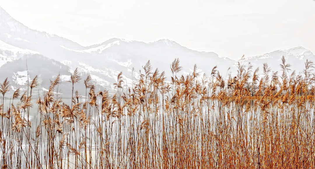 brown grass