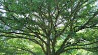 A serene photo of an ancient oak tree with sprawling branches reaching into a bright blue sky.
