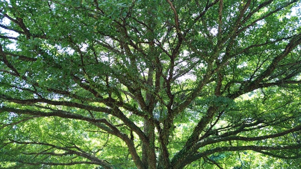 A peaceful photo of a tree with sunlight filtering through leaves, symbolizing growth and remembrance.