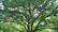 A warm, inviting photo of a serene banyan tree with sunlight filtering through its branches.