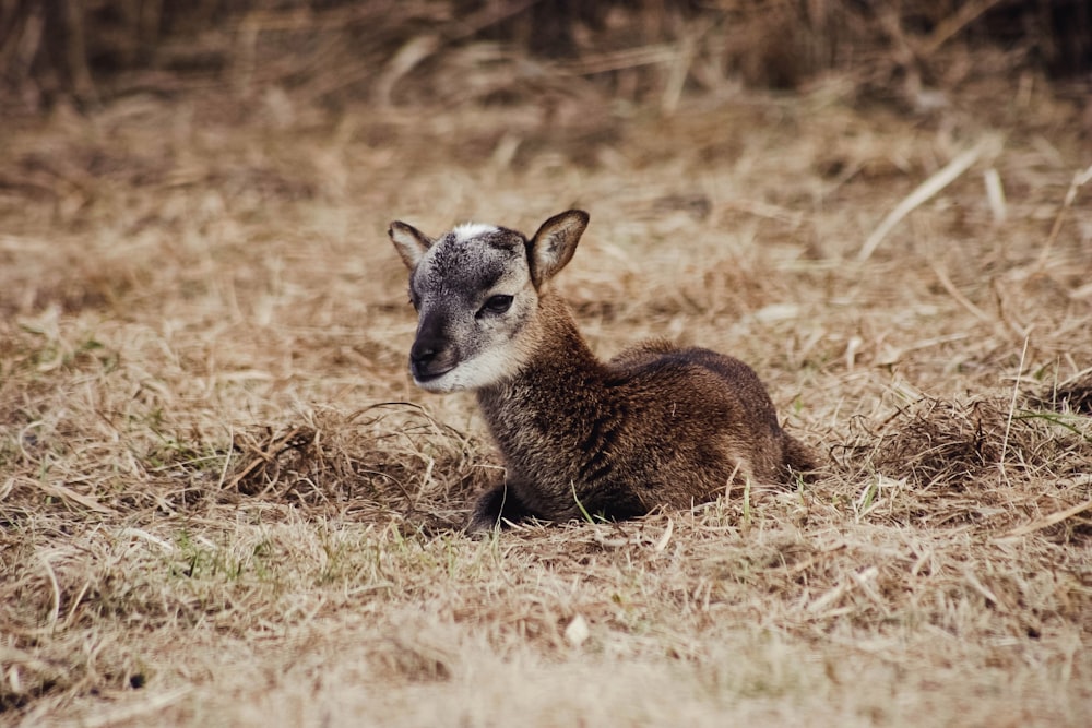 마른 풀밭에 누워 있는 갈색 동물의 선택적 초점 사진