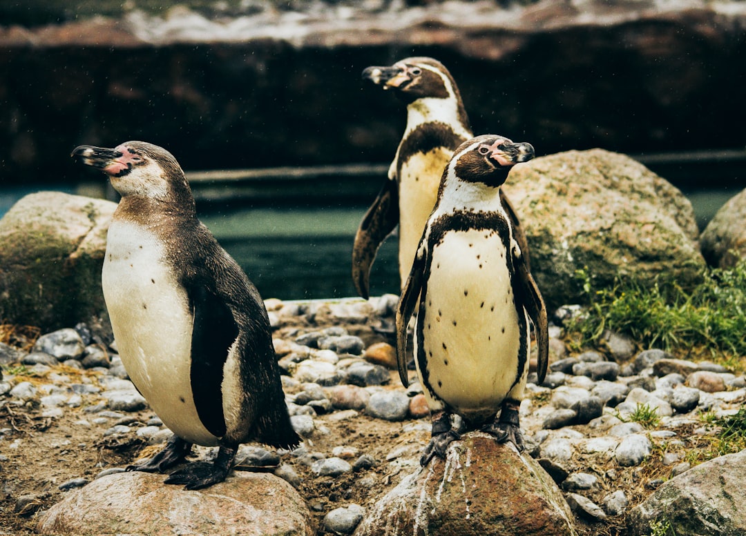 travelers stories about Wildlife in Guldborgsund Zoo & Botanisk Have, Denmark