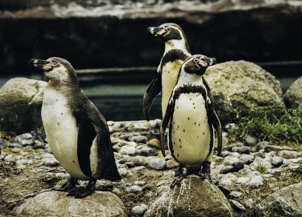 three penguin standing on rocks