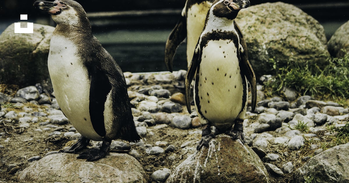 Three penguin standing on rocks photo – Free Sea Image on Unsplash