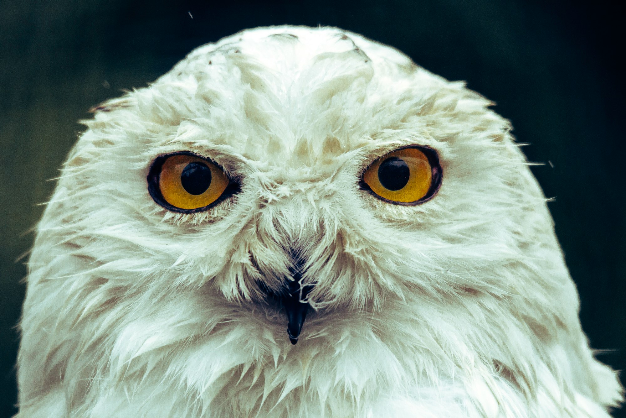 Harry potter owl close up :-)