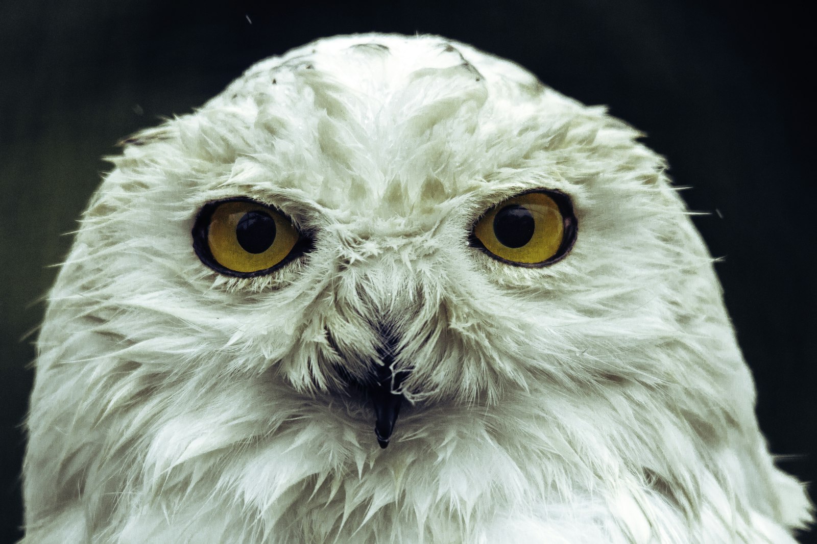 Canon EOS 7D + Sigma 150-500mm F5-6.3 DG OS HSM sample photo. White owl in close photography
