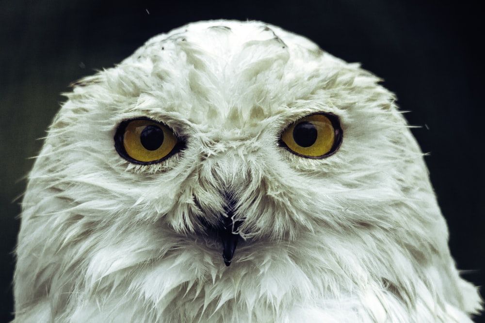 hibou blanc en gros plan