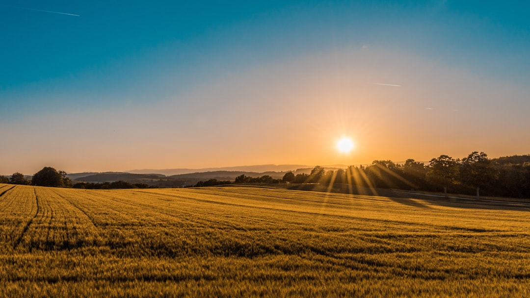 Sunrise over a field and treeline
