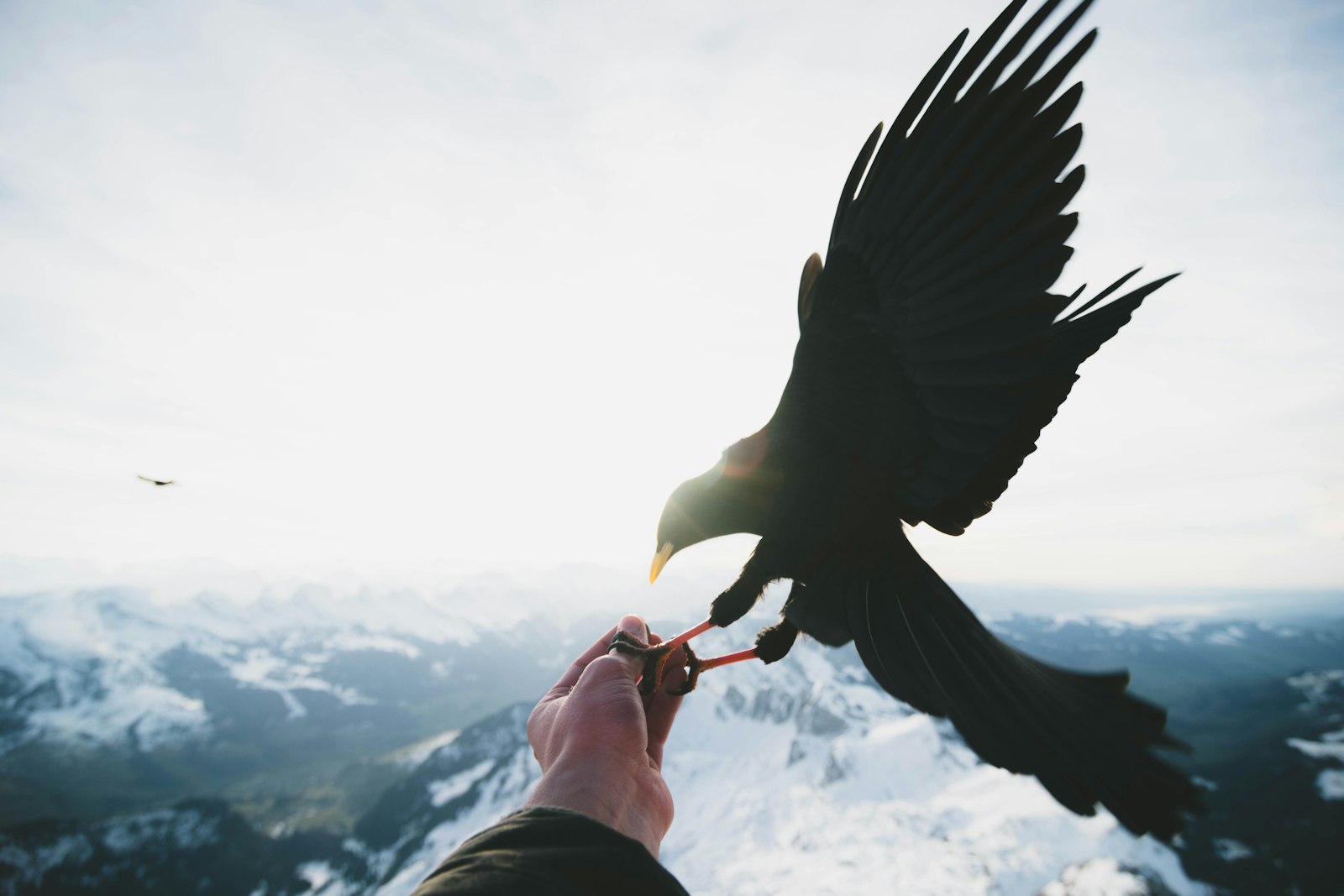 Tokina AT-X Pro 12-24mm F4 (IF) DX sample photo. Black bird on person photography