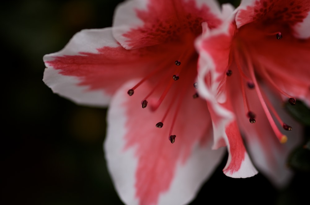 macro photography of petaled flower