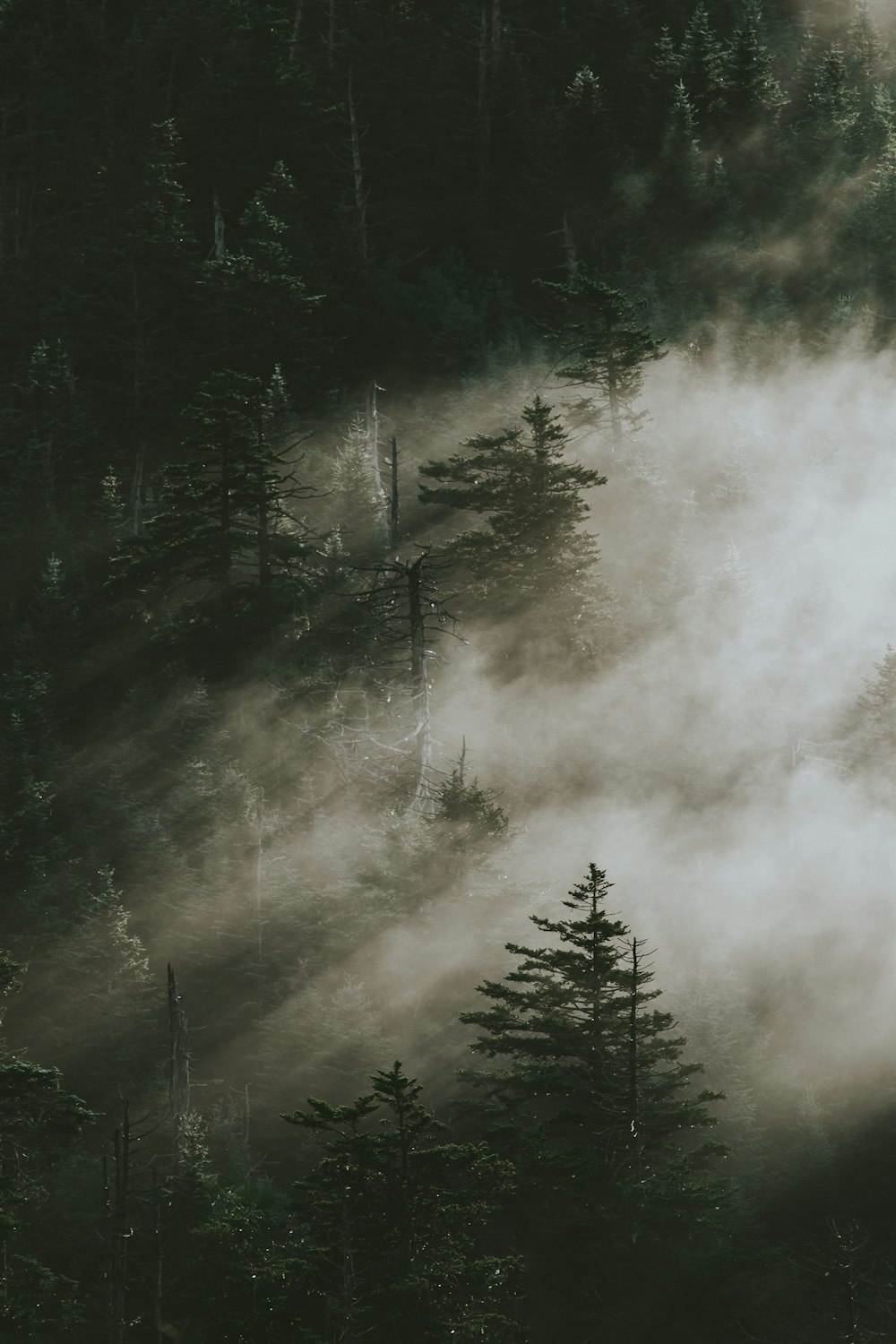 pini avvolti dalla nebbia