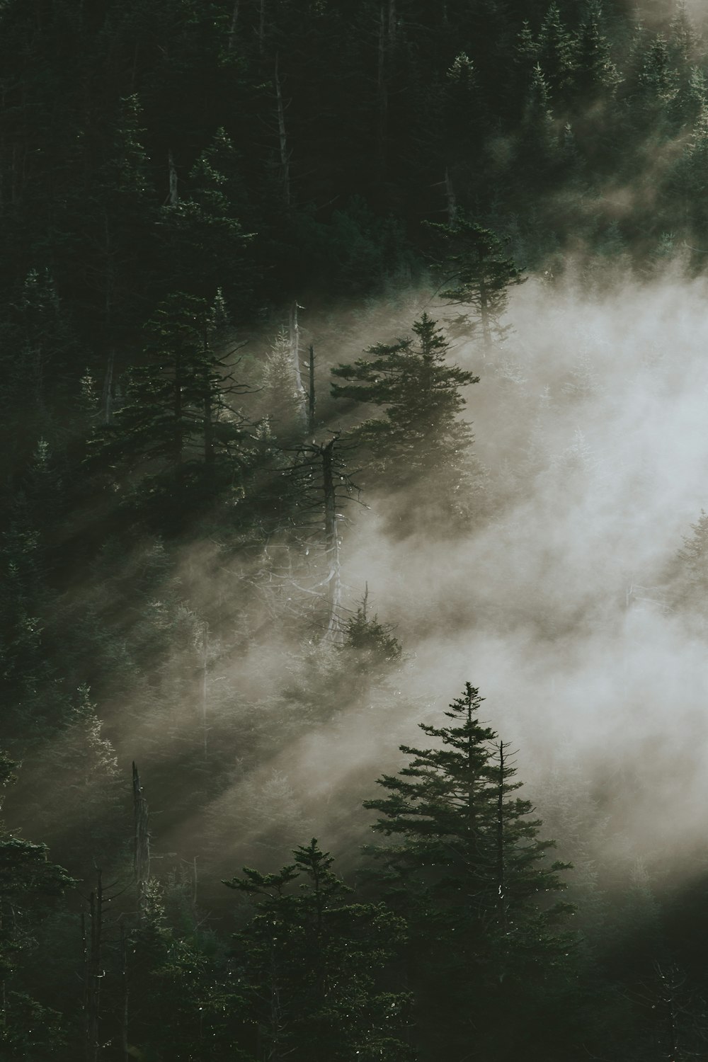 霧に包まれた松の木
