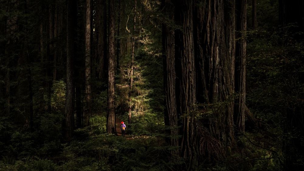 personne dans les bois pendant la journée