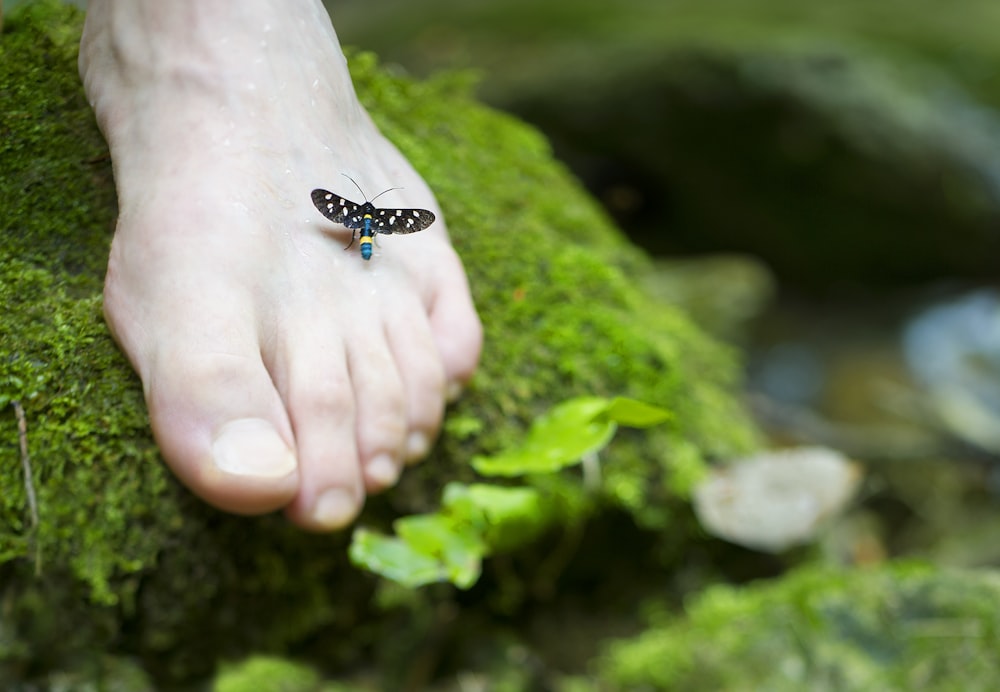 Pied droit de la personne avec un insecte noir et bleu