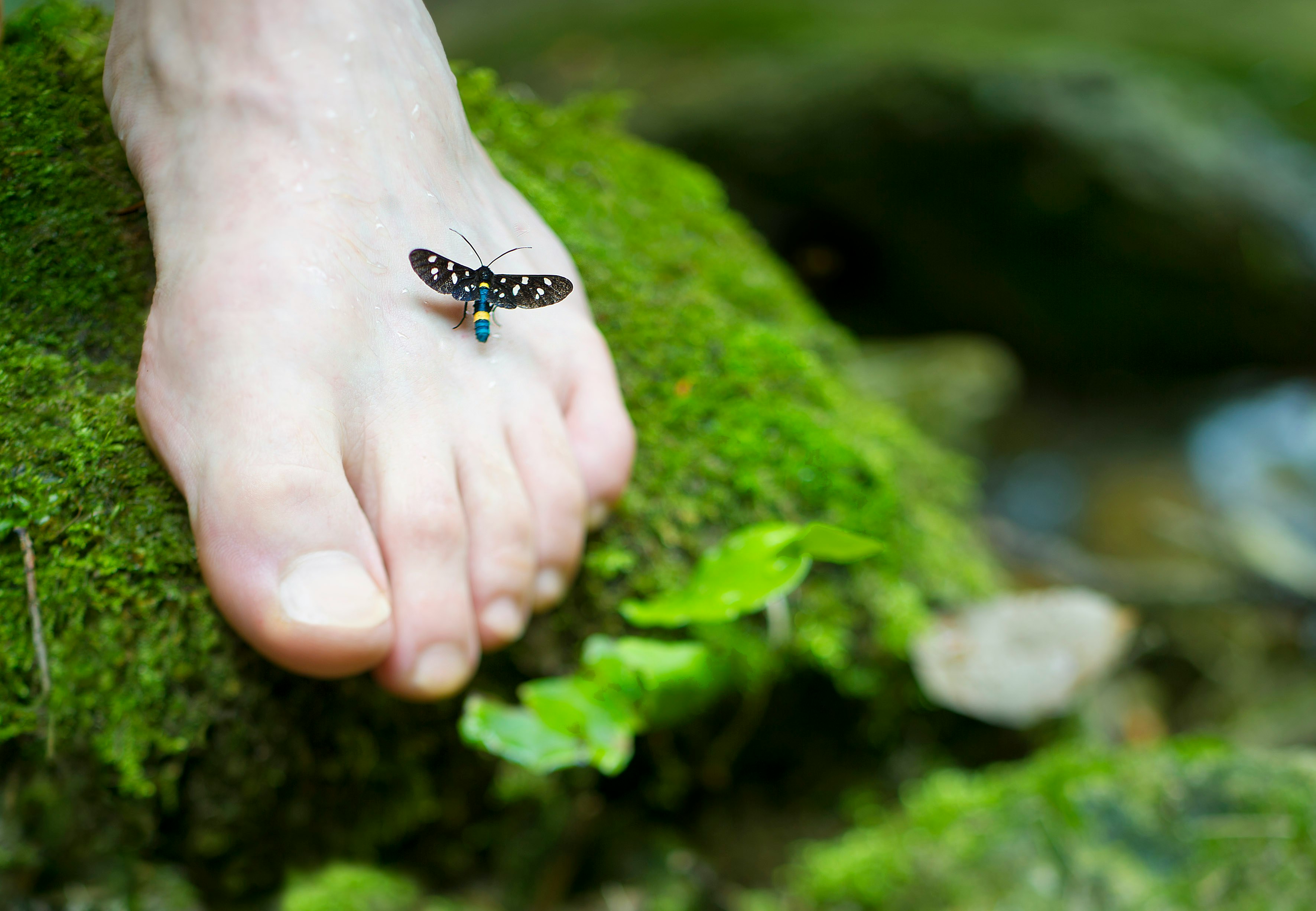person's right foot with black and blue insect