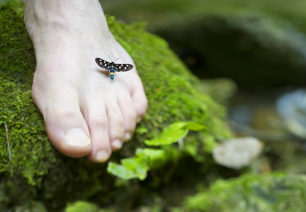 piede destro della persona con insetto nero e blu