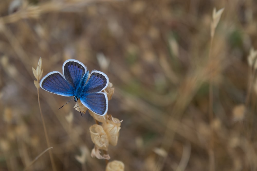 Messa a fuoco selettiva della farfalla sul fiore