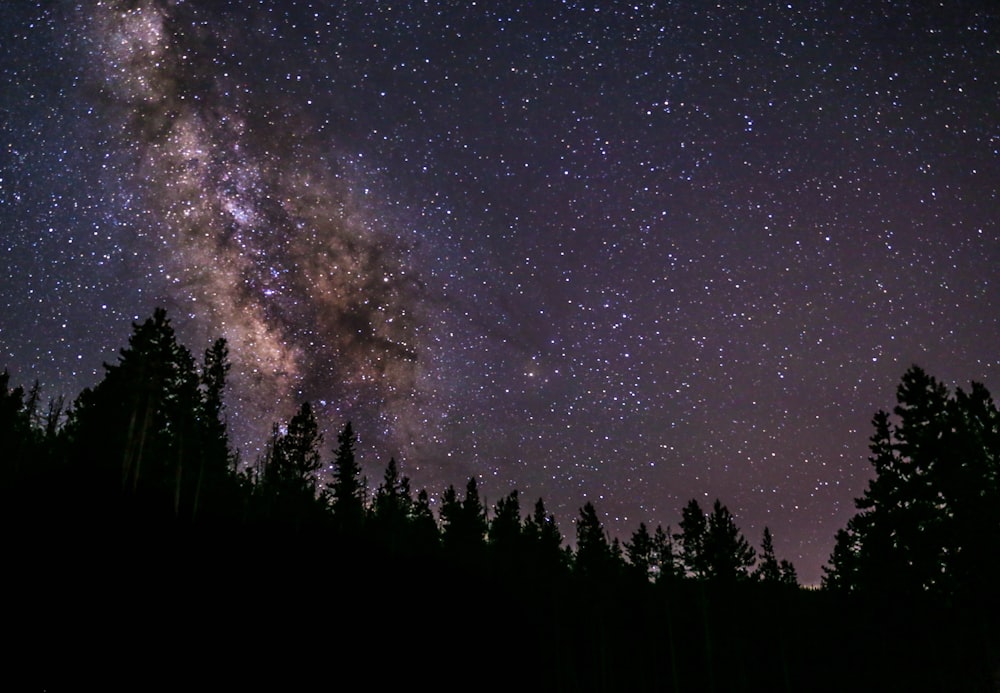 silhueta da árvore sob o céu do cosmos durante a noite