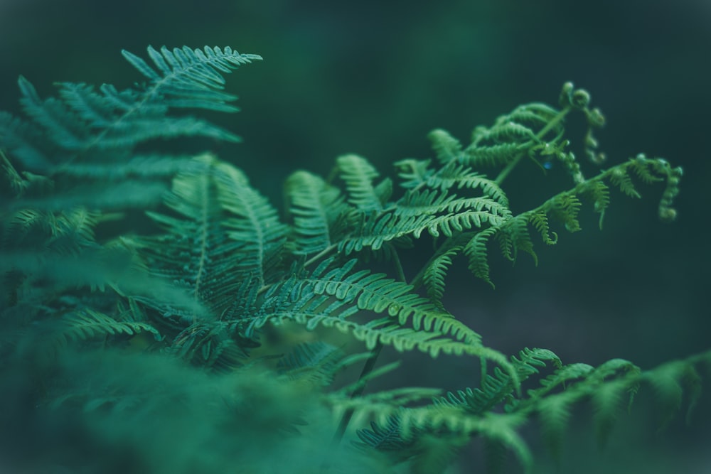 green leafed plant