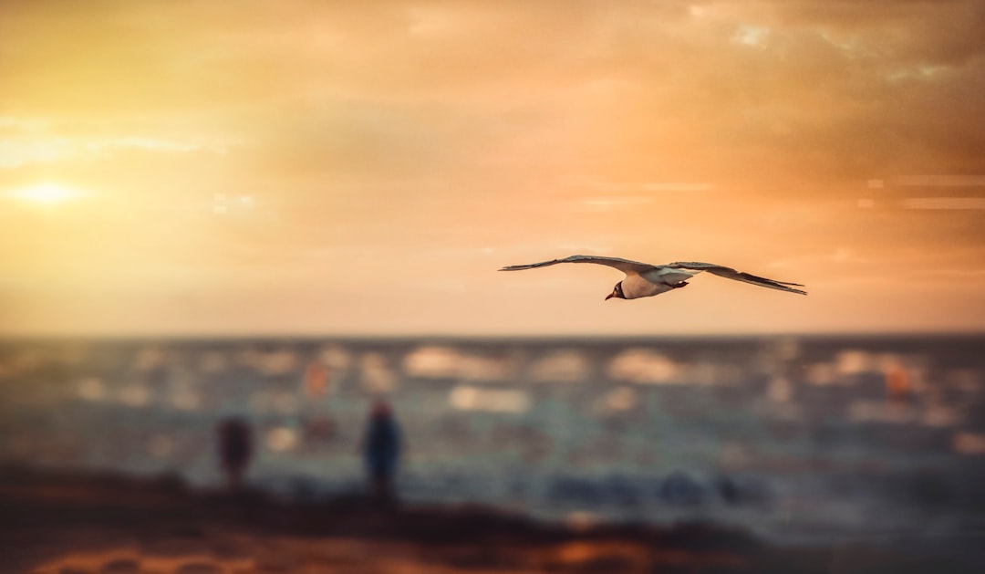 birds soaring under cloudy sky during golden hour