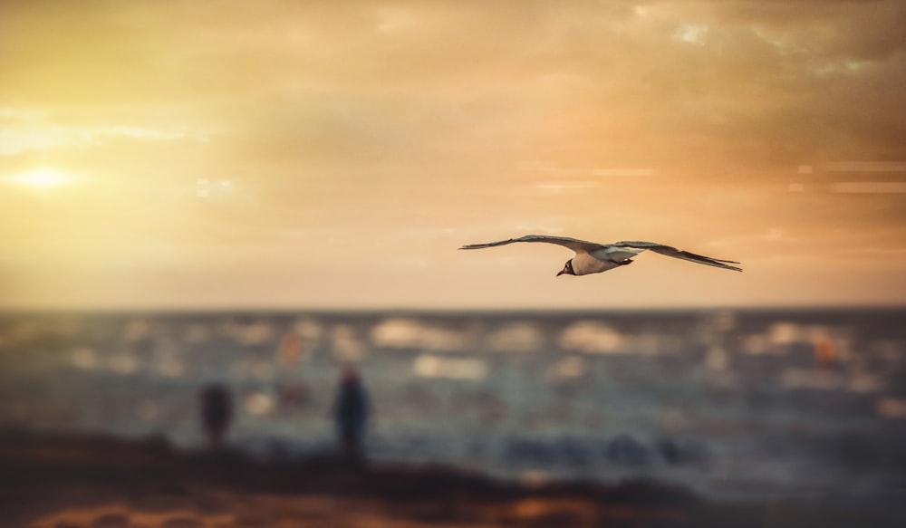 birds soaring under cloudy sky during golden hour