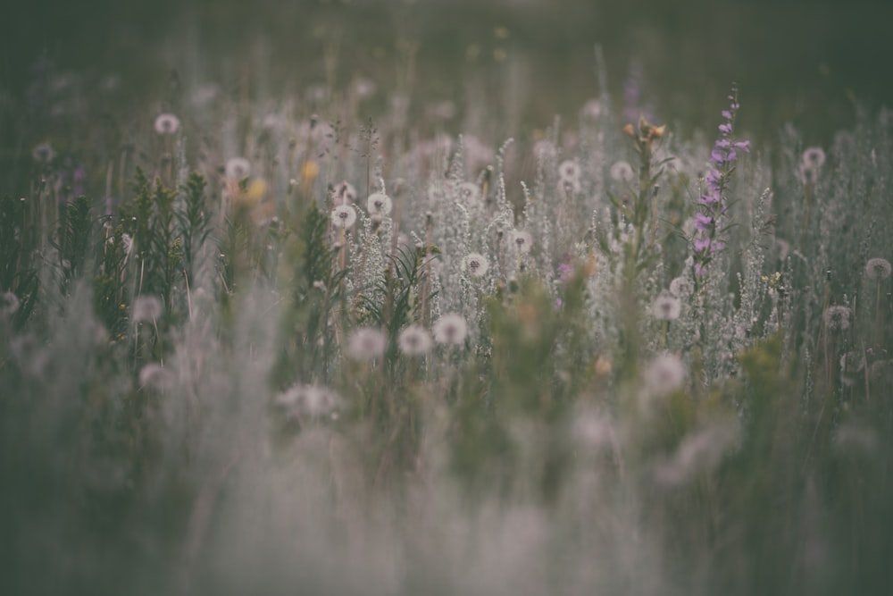 selective focus photography of white petaled flower