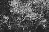 A complex network of intertwined, thorny branches, resembling a dense and chaotic mesh. The image is in black and white, highlighting the intricate, spiky patterns against a dark background.