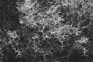 A complex network of intertwined, thorny branches, resembling a dense and chaotic mesh. The image is in black and white, highlighting the intricate, spiky patterns against a dark background.