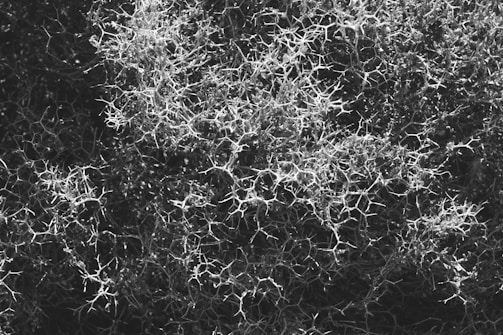 A complex network of intertwined, thorny branches, resembling a dense and chaotic mesh. The image is in black and white, highlighting the intricate, spiky patterns against a dark background.
