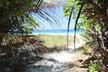 Bungalow pathway lined with native plants leading to the beach.