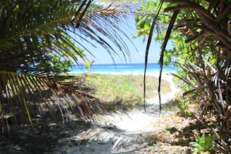 Pathway lined with tropical plants leading from the guesthouse to the pristine sandy beach.