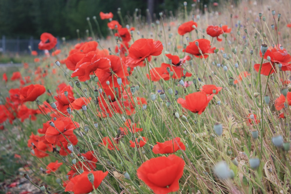 red poppies