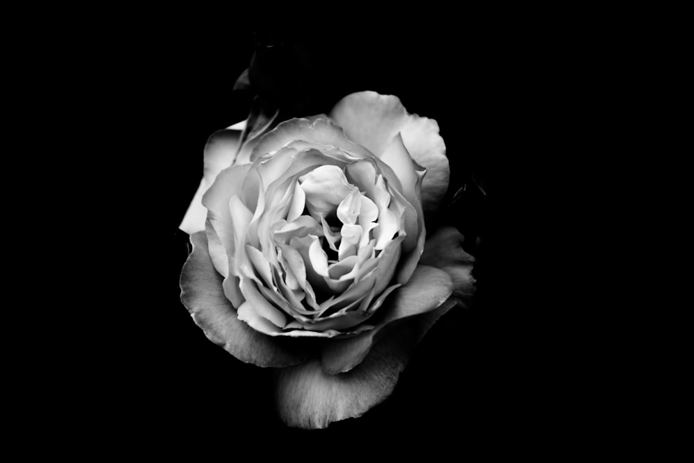 fotografia em tons de cinza da flor de pétalas