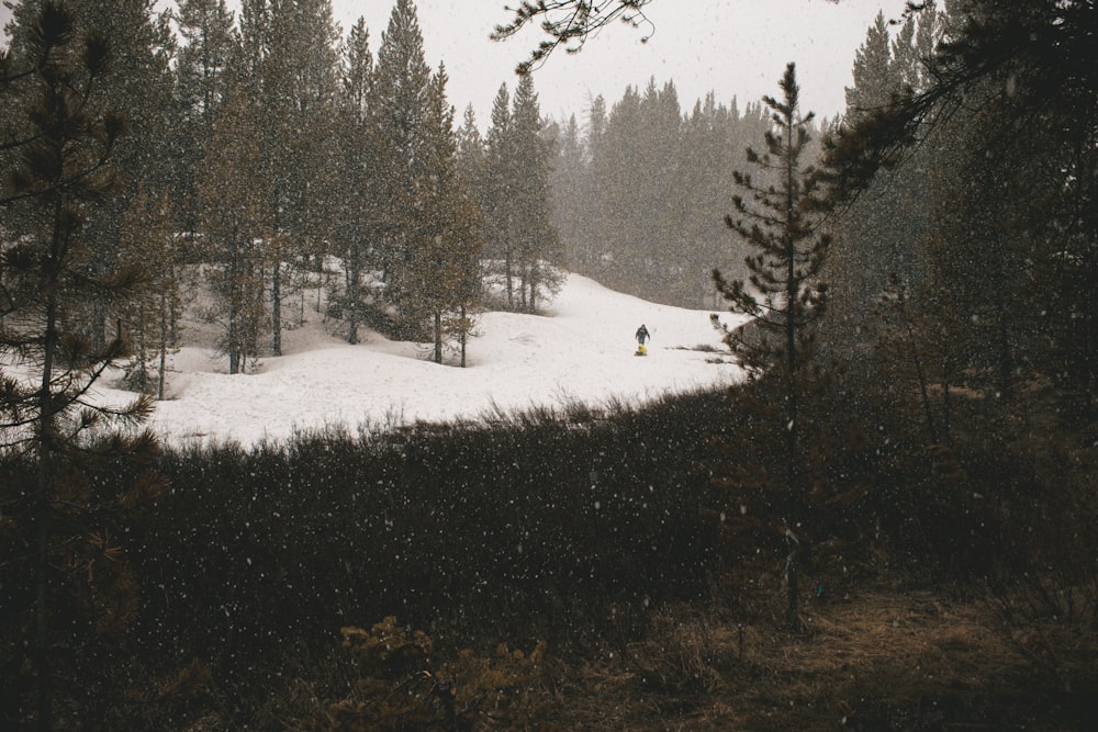 雪に覆われた森