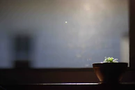 A small potted plant illuminated by gentle ambient light in a dark room.