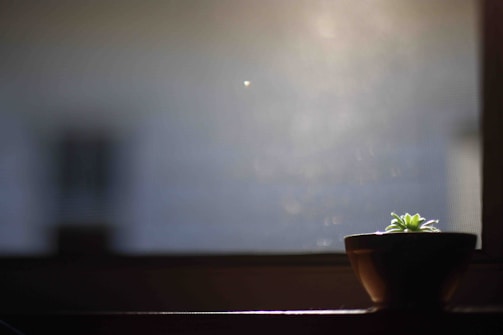 A softly lit window sill with morning light casting gentle shadows on a potted plant.