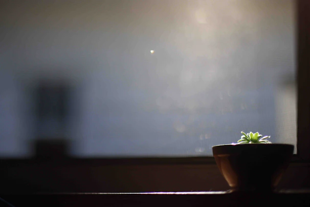 A calming scene of a small indoor plant next to a window with gentle sunlight.