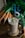 A glass filled with a creamy brown smoothie, topped with walnut pieces and a sprig of green garnish, is placed on a decorative wooden coaster. Around it, there are fresh carrots with greens, a pair of blue-handled scissors, and a spool of twine on a wooden table.