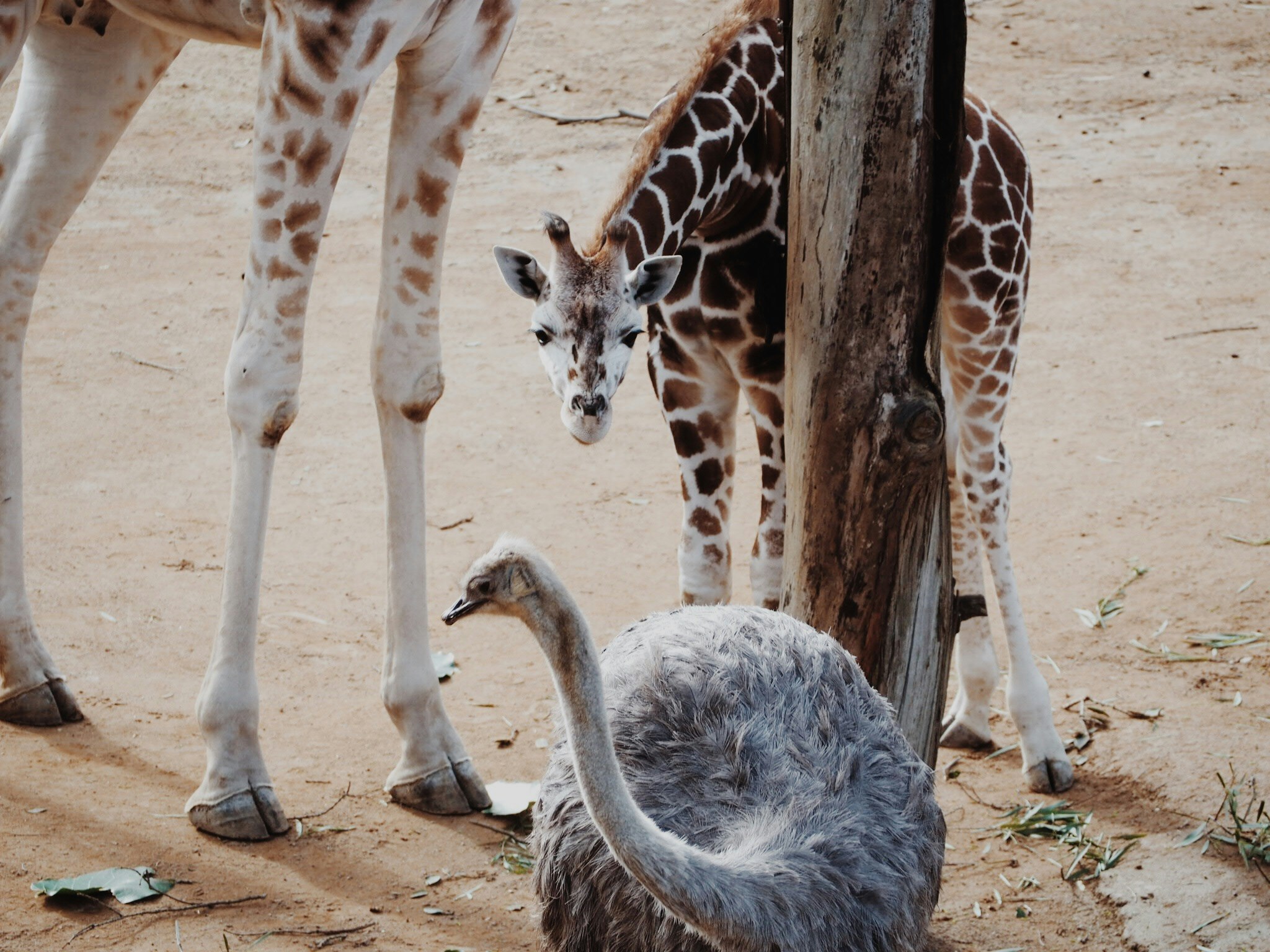 The Ostrich and the Giraffe