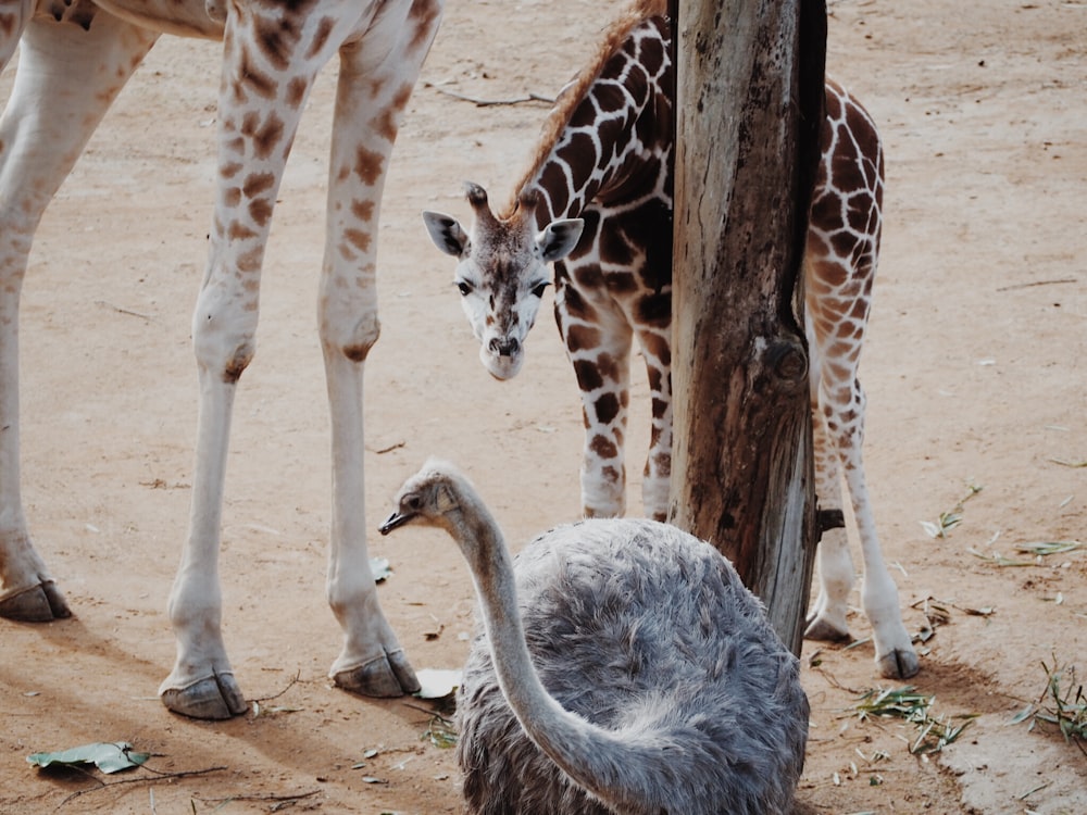 baby giraffe looking at the ostrich