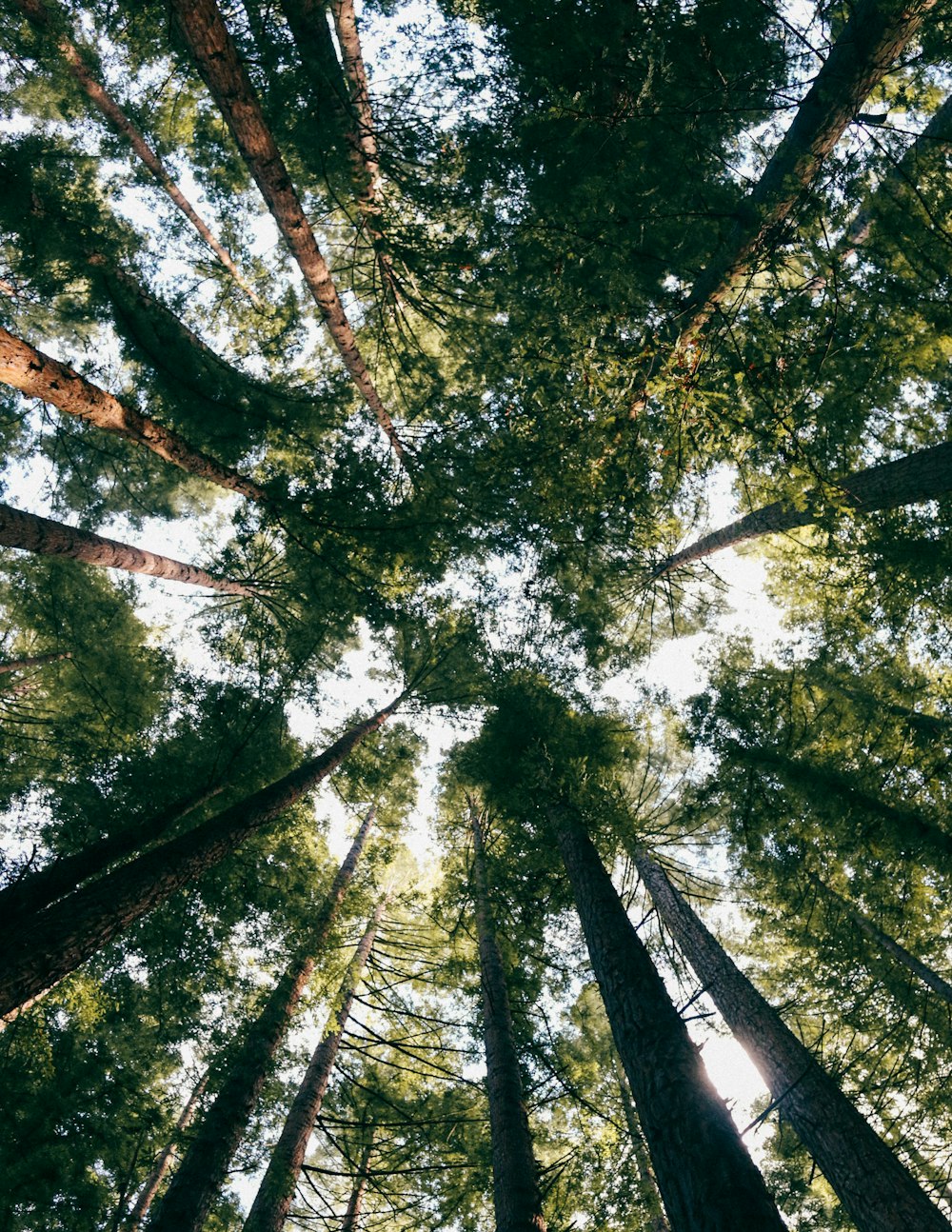 worms-eye-view photography of green-leaved trees