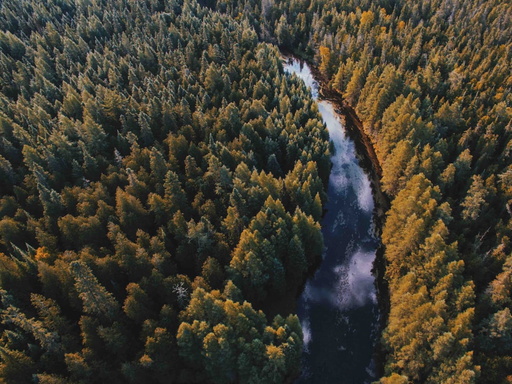 Luftaufnahme des Flusses zwischen den Wäldern