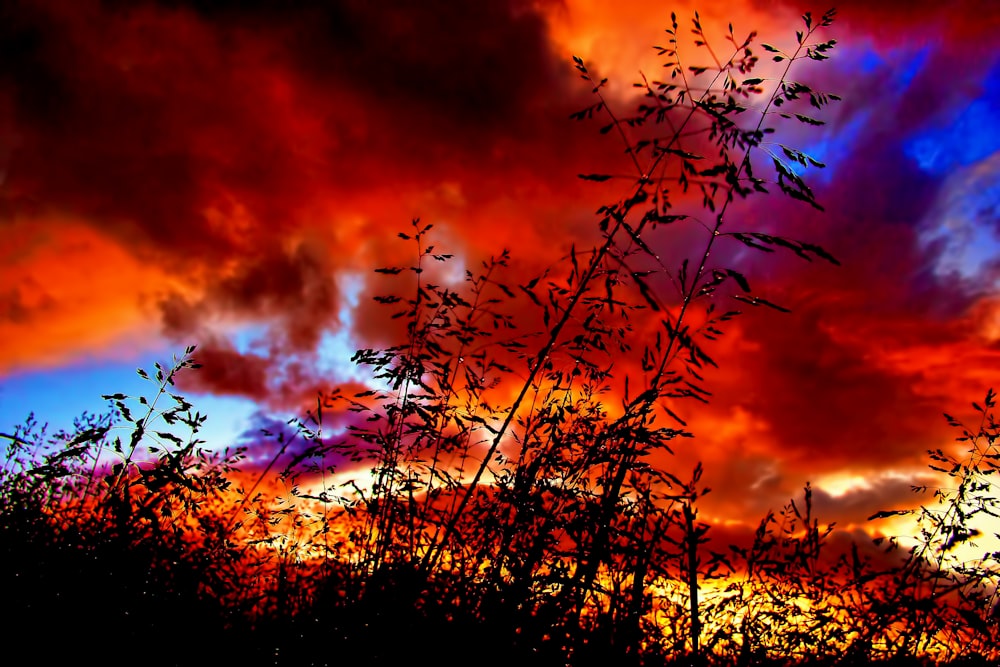 silhouette of grasses