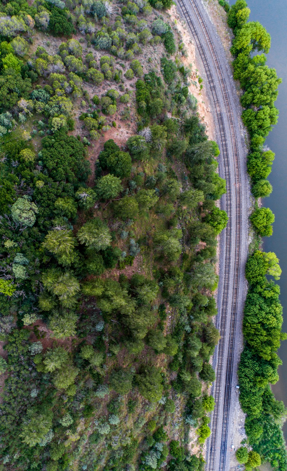 green trees