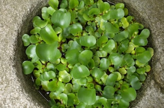A cluster of vibrant green water plants is situated in a rounded, stone basin. The leaves are glossy with a smooth texture, densely packed together, creating a lush and fresh appearance. The stone basin provides a rustic contrast to the bright greenery.