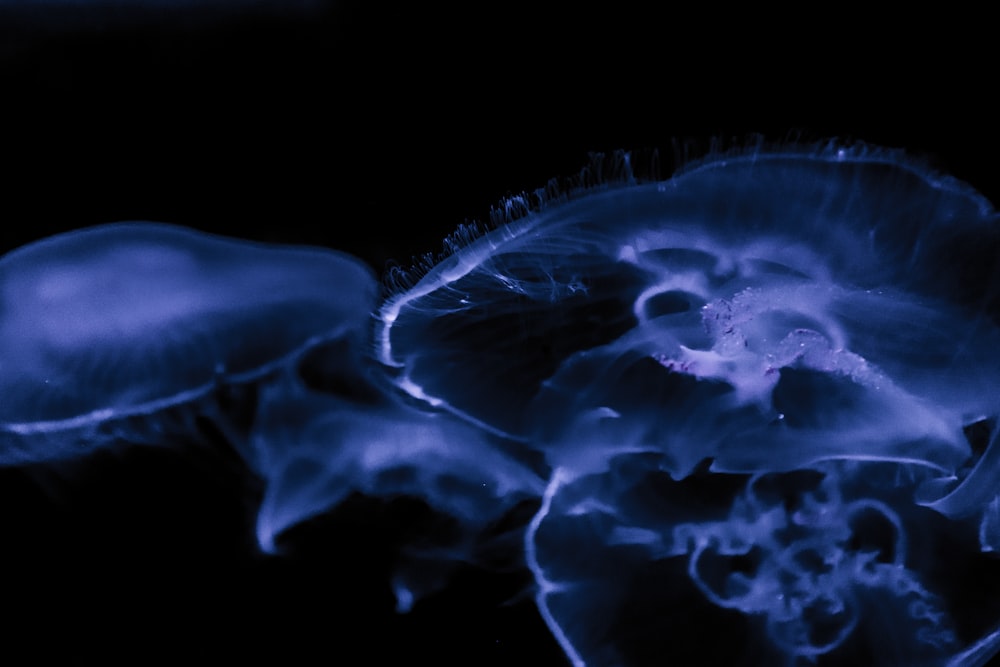 a group of jellyfish floating in the water