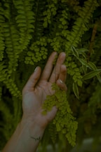 person holding green leafed plant